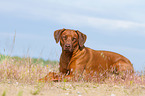 lying Rhodesian Ridgeback