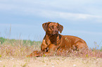 lying Rhodesian Ridgeback