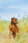 sitting Rhodesian Ridgeback