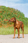 Rhodesian Ridgeback