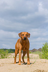 Rhodesian Ridgeback