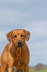 Rhodesian Ridgeback Portrait