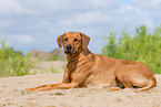 lying Rhodesian Ridgeback