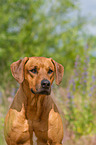 Rhodesian Ridgeback Portrait