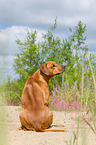 sitting Rhodesian Ridgeback