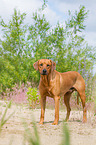 Rhodesian Ridgeback