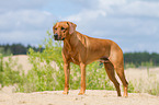 Rhodesian Ridgeback