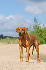 Rhodesian Ridgeback