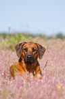 lying Rhodesian Ridgeback