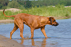 bathing Rhodesian Ridgeback