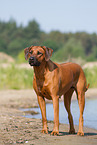 Rhodesian Ridgeback