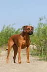 Rhodesian Ridgeback