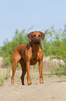 Rhodesian Ridgeback