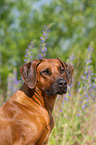 Rhodesian Ridgeback Portrait