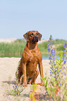 sitting Rhodesian Ridgeback