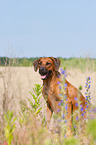 sitting Rhodesian Ridgeback