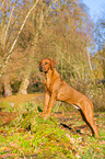 Rhodesian Ridgeback