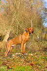 Rhodesian Ridgeback