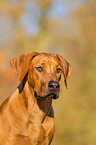 Rhodesian Ridgeback Portrait