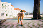 Rhodesian Ridgeback