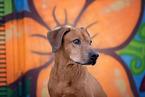 Rhodesian Ridgeback Portrait