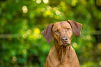 Rhodesian Ridgeback Portrait