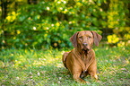 lying Rhodesian Ridgeback