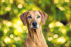 Rhodesian Ridgeback Portrait