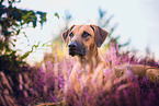 lying Rhodesian Ridgeback