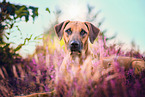 lying Rhodesian Ridgeback