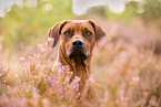 Rhodesian Ridgeback Portrait