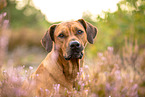 Rhodesian Ridgeback Portrait