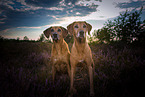 2 Rhodesian Ridgebacks