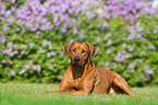 lying Rhodesian Ridgeback