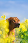 Rhodesian Ridgeback Portrait