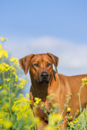 Rhodesian Ridgeback Portrait