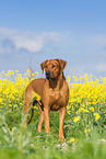 Rhodesian Ridgeback