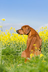 sitting Rhodesian Ridgeback