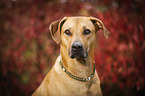 Rhodesian Ridgeback Portrait