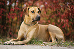 lying Rhodesian Ridgeback