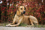 lying Rhodesian Ridgeback