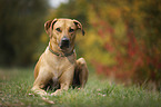 lying Rhodesian Ridgeback