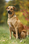 sitting Rhodesian Ridgeback