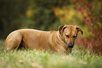 lying Rhodesian Ridgeback