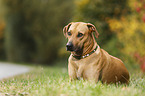 lying Rhodesian Ridgeback