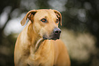 Rhodesian Ridgeback Portrait