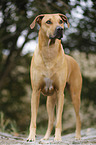 standing Rhodesian Ridgeback