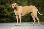 standing Rhodesian Ridgeback