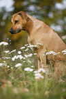 sitting Rhodesian Ridgeback