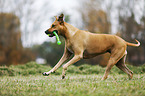 playing Rhodesian Ridgeback